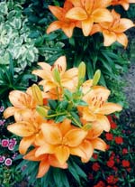 En av sommarrabatterna